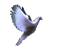 MisterShortcut deeply thanks whoever created this magnificent dove. Should any of you let us know, credit, praise, and homage will DEFINITELY be made to the genius who created this dove, khapped by Mister-Shortcut in the name of spreading it all around the world